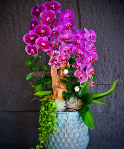 Nơi bán chậu hoa hồ điệp mix lũa đẹp tại Hà Nội