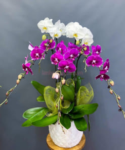 Chậu hoa lan hồ điệp mix 2 màu trắng tím 5 cành đẹp