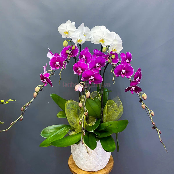 Chậu hoa lan hồ điệp mix 2 màu trắng tím 5 cành đẹp