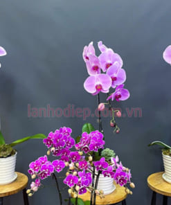 Nơi bán chậu lan hồ điệp hồng làm quà tặng ý nghĩa