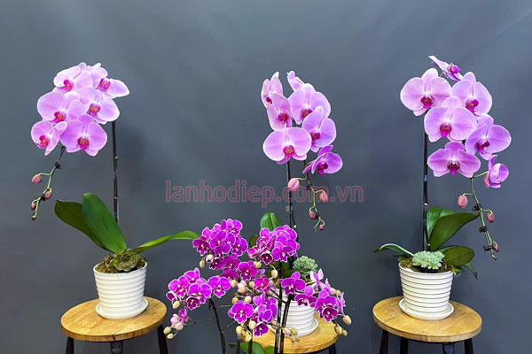 Nơi bán chậu lan hồ điệp hồng làm quà tặng ý nghĩa