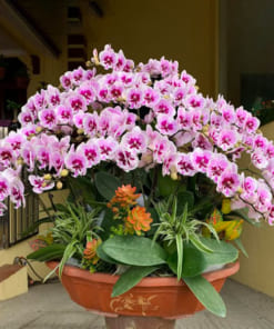 Thuyền hoa lan hồ điệp hồng cánh bướm 30 cành