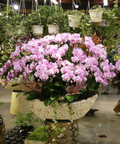 Thuyền lan hồ điệp hồng khảm trai 30 cành