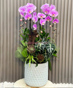 Tiểu cảnh hoa lan hồ điệp hồng 3 cành mix gỗ lũa