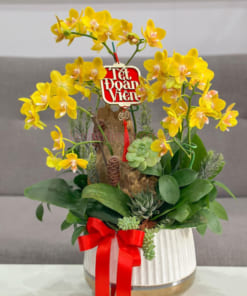 Tiểu cảnh lan hồ điệp mini vàng 3 cành đẹp