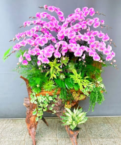 Ý nghĩa 20 cành hoa lan hồ điệp hồng ghép lũa