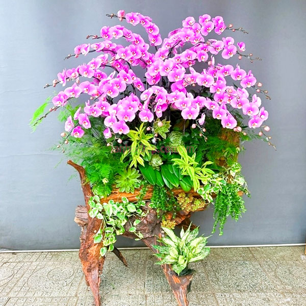 Ý nghĩa 20 cành hoa lan hồ điệp hồng ghép lũa