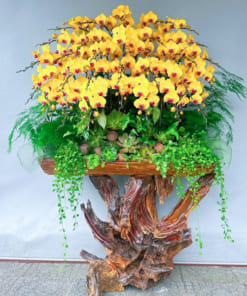 Ý nghĩa chậu gỗ lũa ghép lan hồ điệp 30 cành