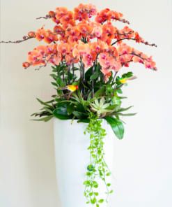 Ý nghĩa chậu hoa lan hồ điệp 18 cành cam cà rốt