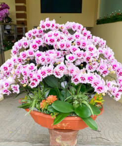 Ý nghĩa thuyen lan hồ điệp hồng 30 cành đẹp