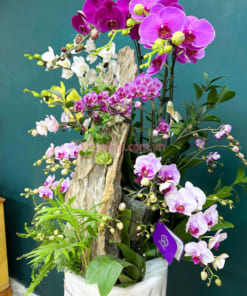 Ý nghĩa chậu lan hồ điệp mix size ghép lũa đẹp