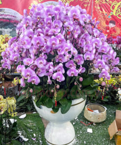 Ý nghĩa chậu lan hồ điệp hồng đón Tết 40 cành