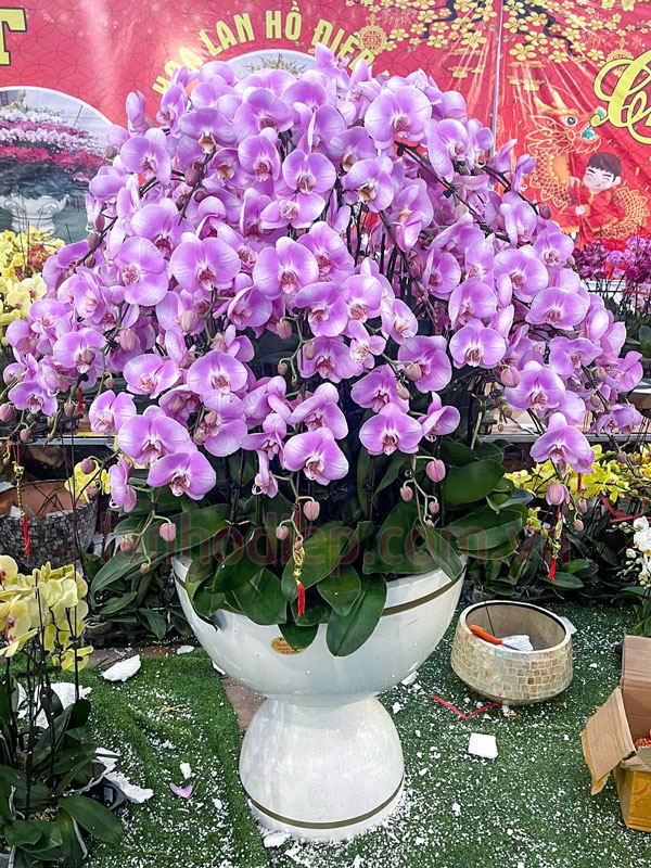 Ý nghĩa chậu lan hồ điệp hồng đón Tết 40 cành