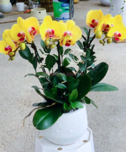 Ý nghĩa chậu lan hồ điệp mini vàng 3 cành