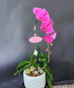 Ý nghĩa chậu lan hồ điệp tím 1 ngồng hoa