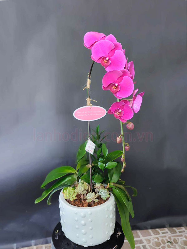 Ý nghĩa chậu lan hồ điệp tím 1 ngồng hoa