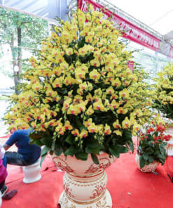 Bán chậu lan hồ điệp vàng trưng đại sảnh 120 cành
