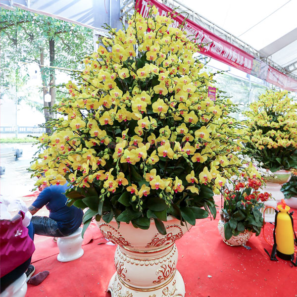 Bán chậu lan hồ điệp vàng trưng đại sảnh 120 cành
