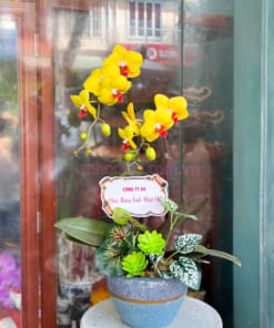 Cách chăm sóc chậu hoa hồ điệp vàng 2 cành