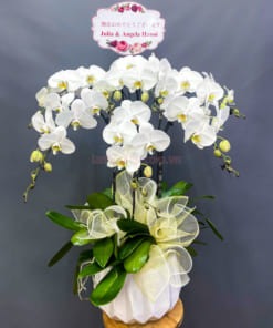 Khi chăm sóc hoa lan hồ điệp trắng 7 cành trồng chậu cần quan tâm đến ánh sáng, nước tưới