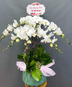 Chậu lan trắng 7 cành mừng ngày 20-11