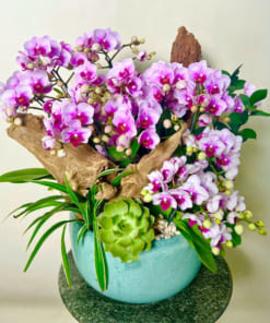 Chậu hồ điệp nhí hồng 16 cành ghép lũa tặng vợ