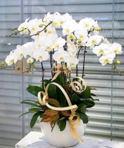 Chậu lan hồ điệp 7 cành trắng mừng sinh nhật