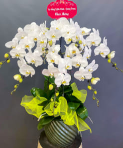 Chậu hoa hồ điệp mừng sinh nhật 7 cành trắng