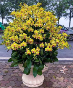 Chậu hoa hồ điệp vàng 120 cành trang trí Tết