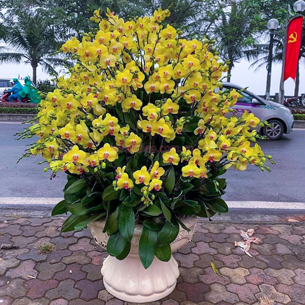 Chậu hoa hồ điệp vàng 120 cành trang trí Tết