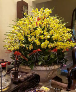 Chậu hoa lan hồ điệp 120 cành trang trí bàn tiếp khách