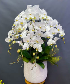 Chậu hoa lan hồ điệp trắng 7 cành