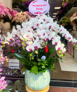 Chậu hoa lan hồ điệp trắng lưới đỏ 7 cành mang đến may mắn và tài lộc