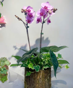 Chậu lan hồng mini 2 cành tặng 14 tháng 2