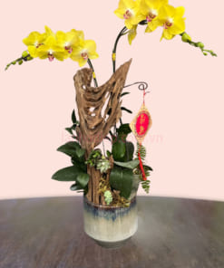 Chậu lan 2 cành màu vàng ghép lũa đẹp