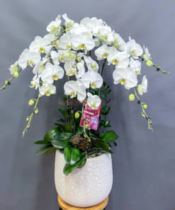 Chậu lan 7 cành hoa trắng mang đến bình an và thịnh vượng