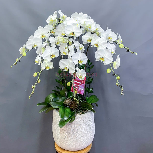 Chậu lan 7 cành hoa trắng mang đến bình an và thịnh vượng