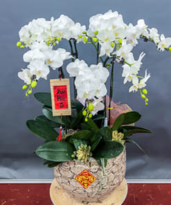 Chậu lan hồ điệp 7 cành trắng đẹp