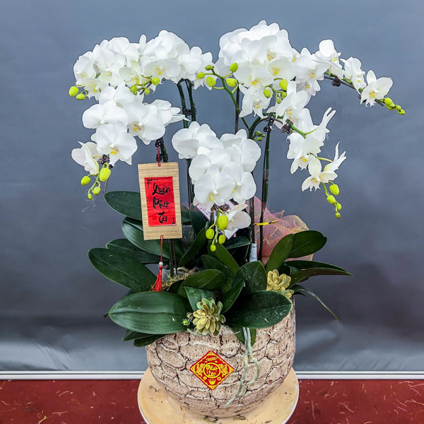 Chậu lan hồ điệp 7 cành trắng đẹp