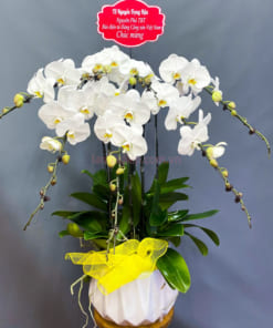 Chậu lan hồ điệp chúc mừng 7 cành