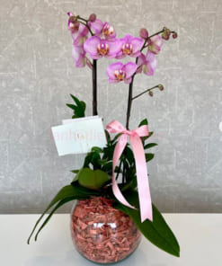 Chậu lan hồ điệp hồng hoa nhín 2 cành tặng mẹ
