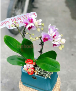 Chậu lan hồ điệp hồng nhí 2 nhánh chúc mừng năm mới