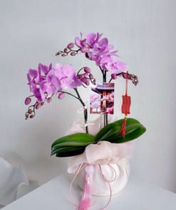 Chậu lan hồ điệp hồng mini tặng bạn gái