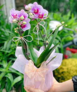 Chậu lan hồ điệp hồng nhí 2 cành tặng người yêu