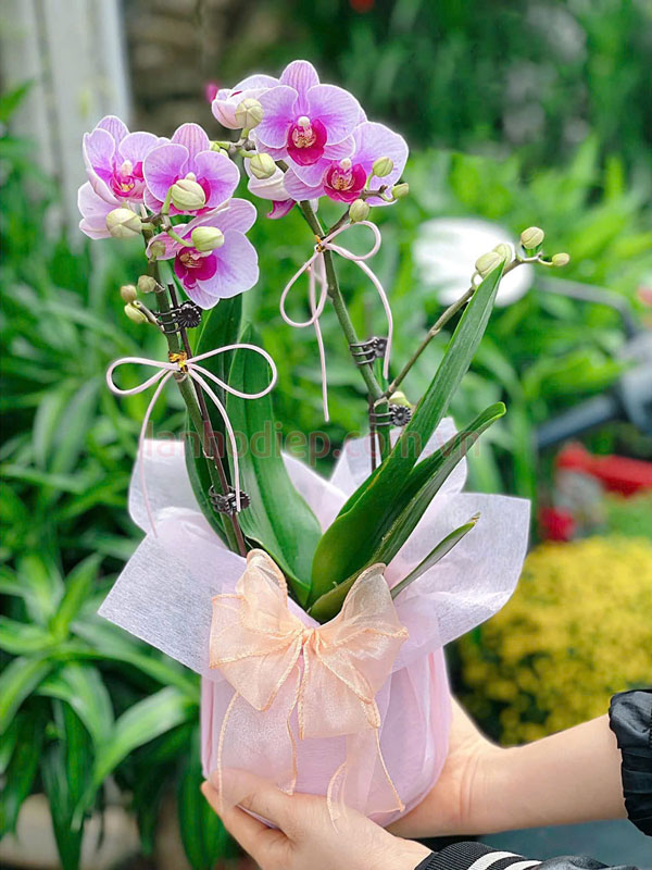 Chậu lan hồ điệp hồng nhí 2 cành tặng người yêu