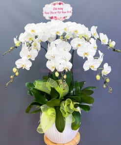 Chậu lan hồ điệp màu trắng 7 ngồng mừng 20-10