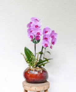 Chậu lan hồ điệp mini hồng 2 cành
