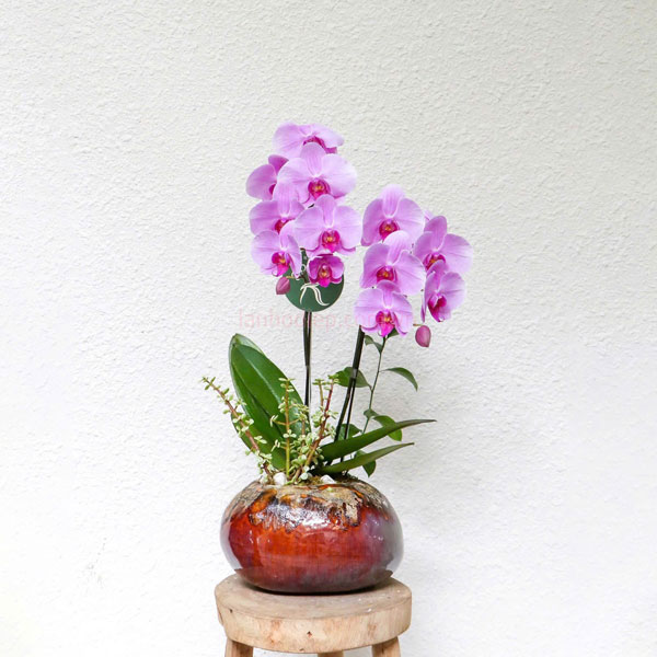 Chậu lan hồ điệp mini hồng 2 cành