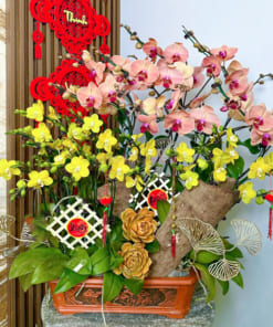 Chậu lan hồ điệp nhí vàng cam 16 cành mừng xuân
