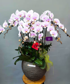 Chậu lan hồ điệp trắng má hồng 7 cành trang trí tết